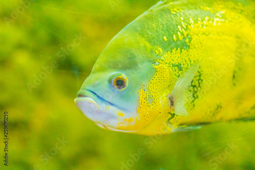 Cute oscar fish (Astronotus ocellatus) is a species of fish from the cichlid family known under a variety of common names, including tiger oscar, velvet cichlid, and marble cichlid.