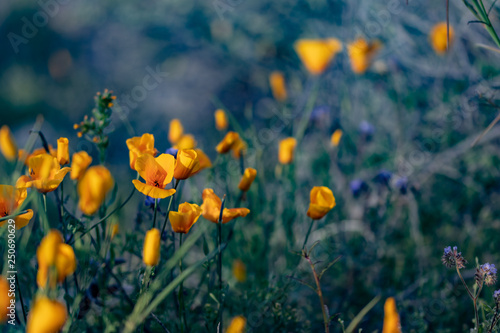 Mexican poppy wildflowers in Arizona after spring rain © MaryHerronPhoto