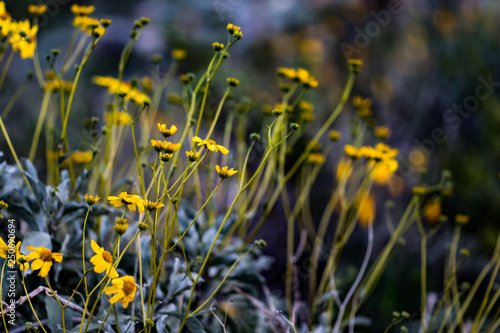 yellow brittle bush in Arizona