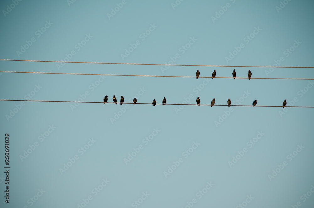 birds on a wire