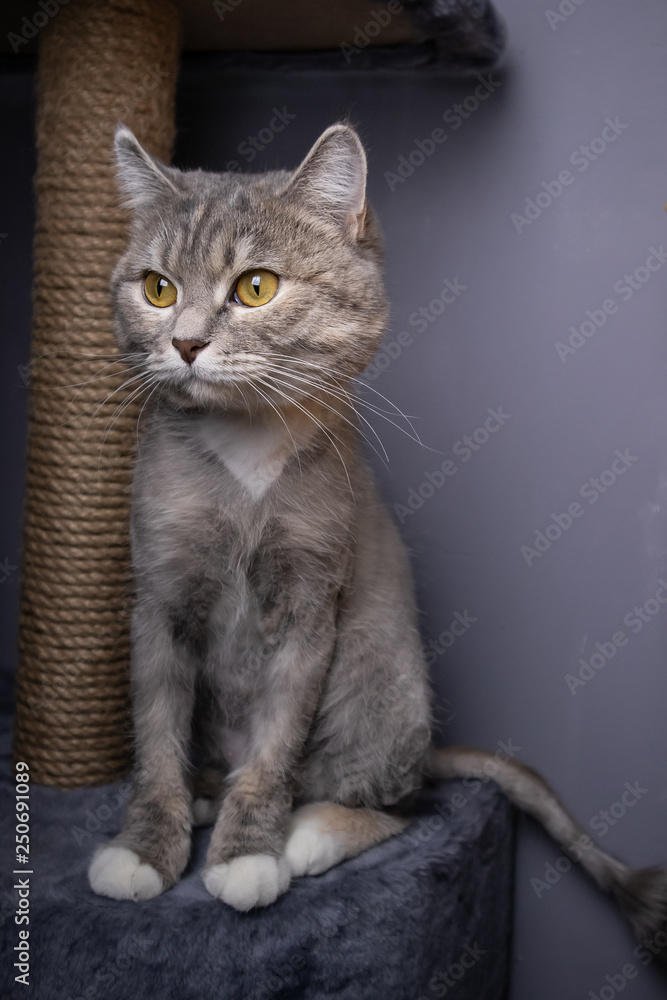 Obraz premium Gray shorn cat with yellow eyes on the background of a yellow plaid and gray wall