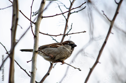 sparrow on branch of tree