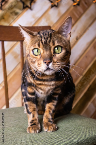 Portrait of a Bengal cat with green eyes on a wooden background