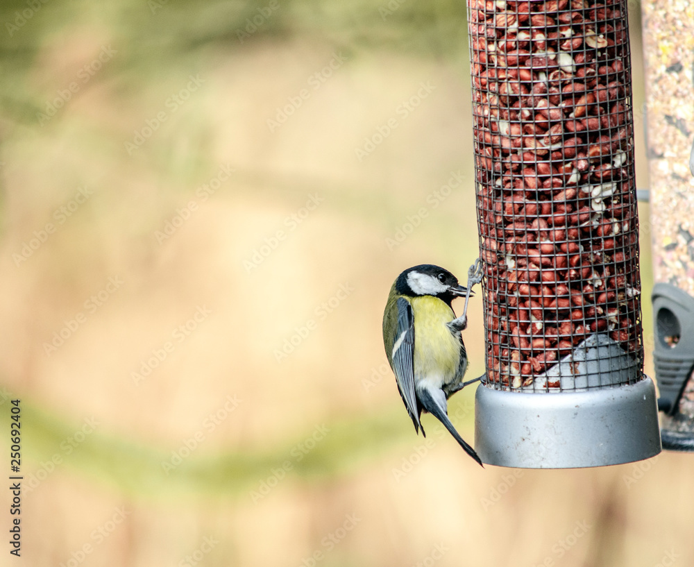 Fototapeta premium great tit on feeder