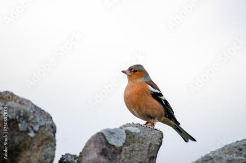 robin on a branch/ stone rock © Katarzyna