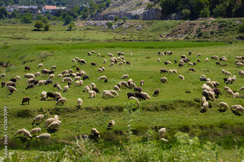 Sheeps in the green field