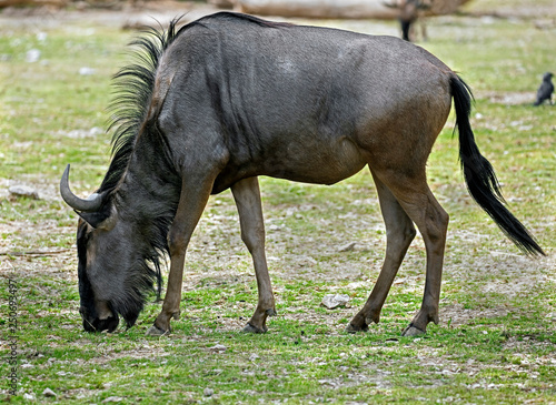 Blue wildebeest also called the common wildebeest  white-bearded wildebeest or brindled gnu. Latin name - Connochaetes taurinus