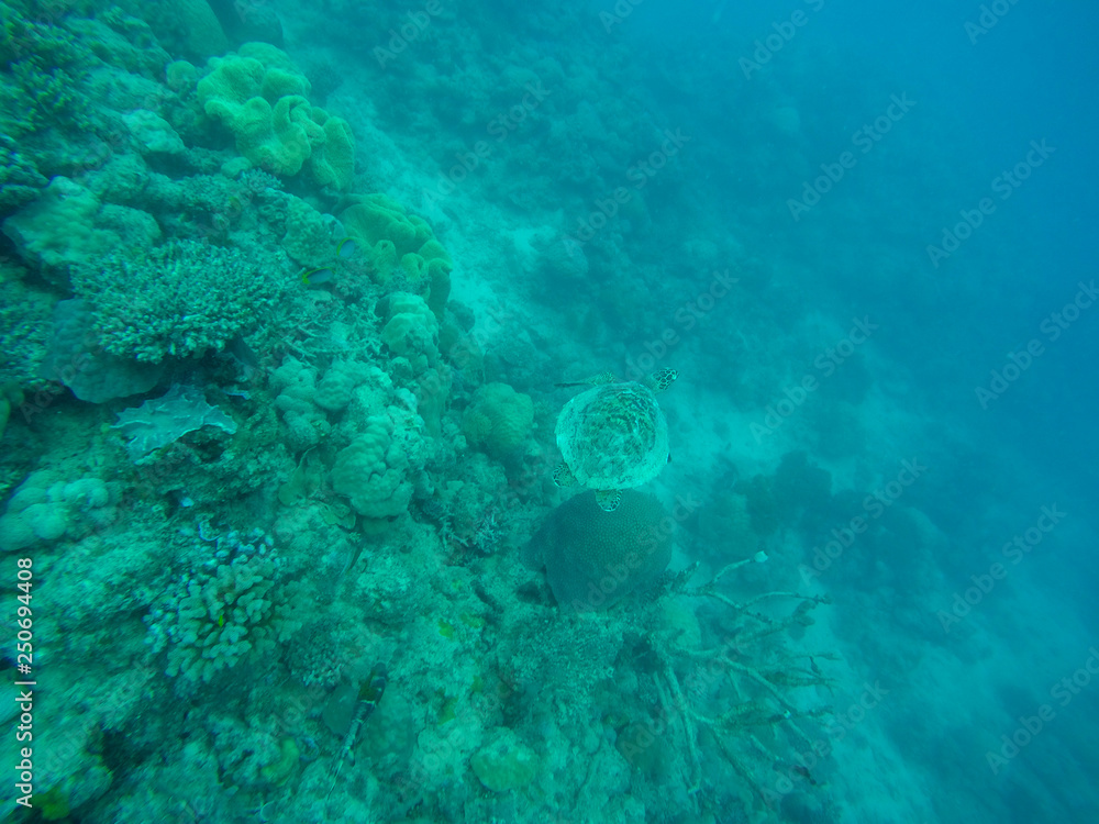 Fototapeta premium Great barrier reef, Australia