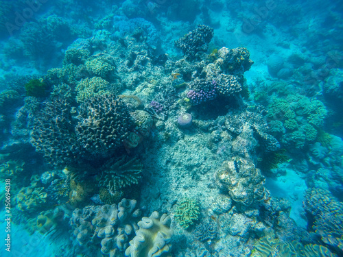Great barrier reef  Australia