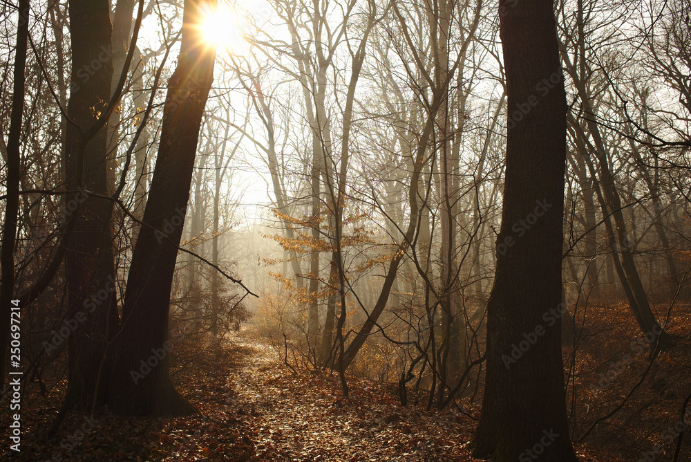 Beautiful misty forest path with sunbeam Beautiful misty forest path with sunbeam