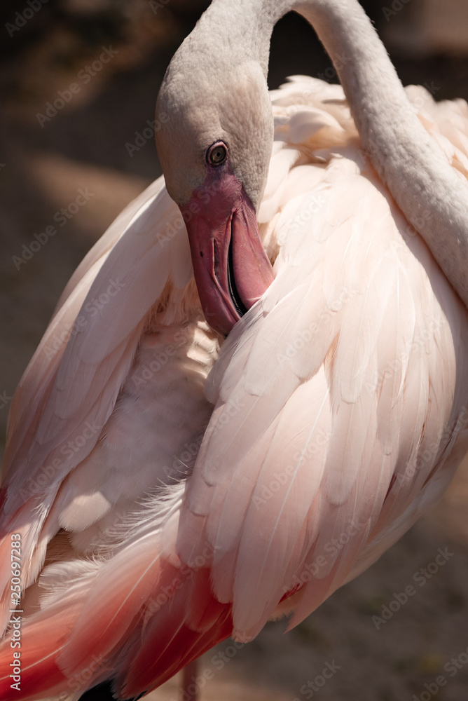 Obraz premium Close up pink flamingo