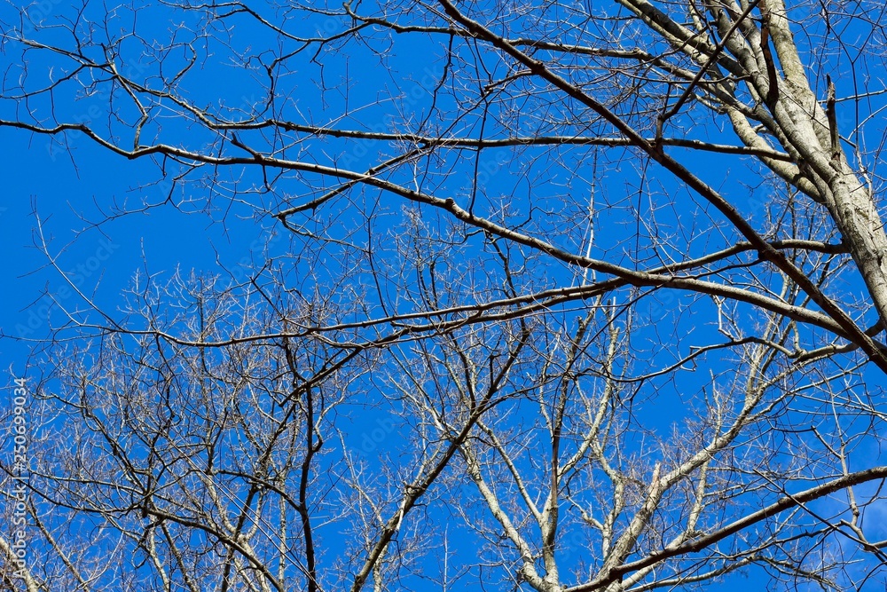 The brightness of the sky though the bare tree branches. The brightness of the sky though the bare tree branches.