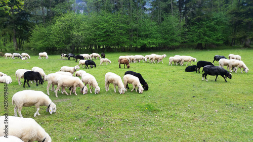 Schafe auf der Weide photo