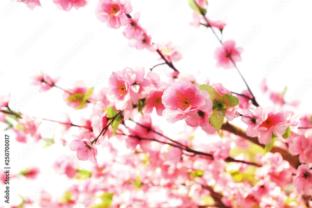 artificial pink sakura flower on white