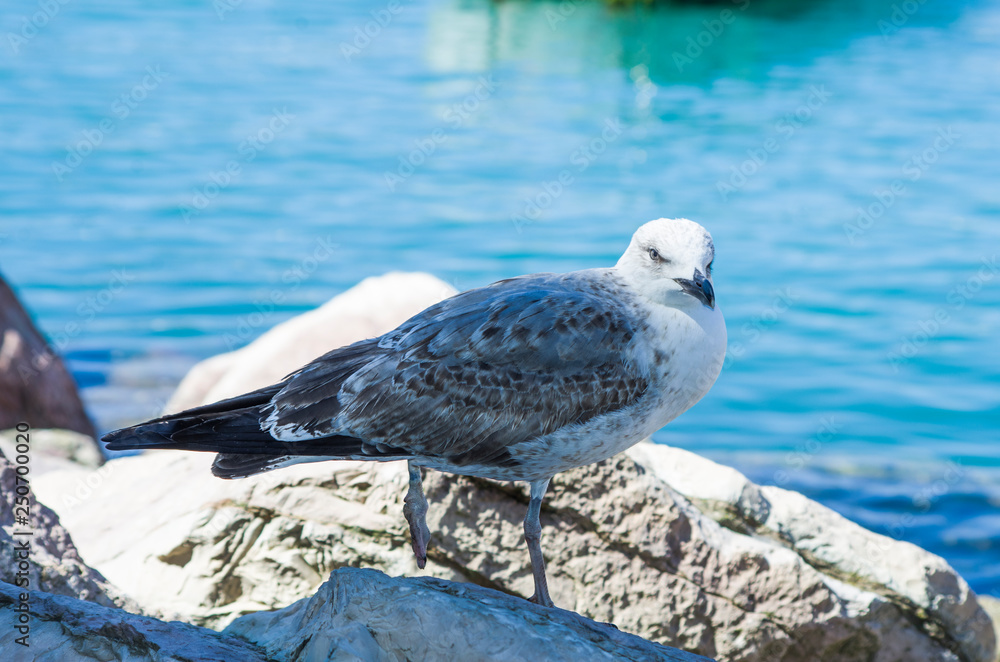 white gray and blue seagull facing the sea white gray and blue seagull facing the sea