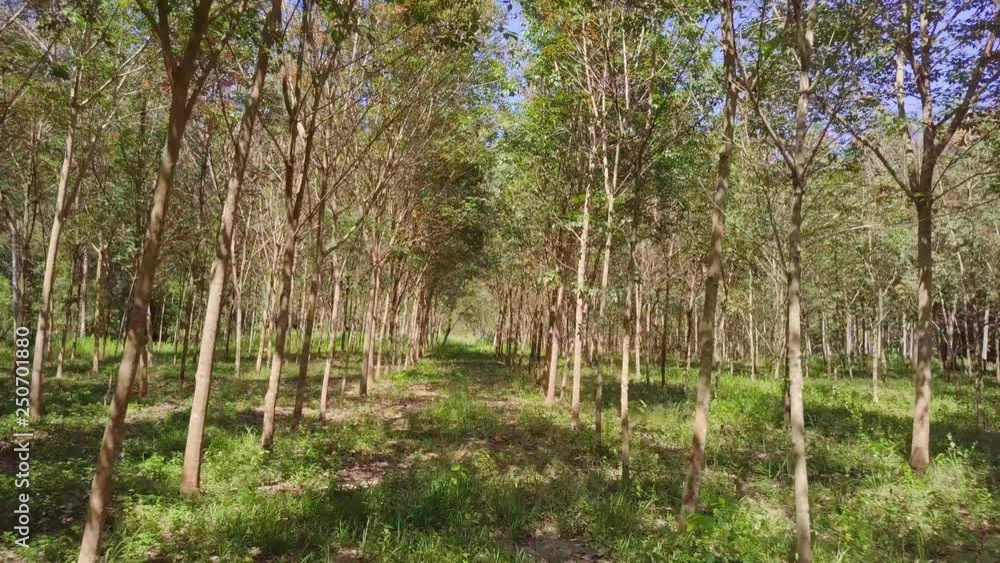 Flying Through Rubber Tree Forest. AerialFlying Through Rubber Tree Forest. Aerial