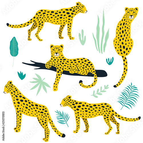 Set of leopards and tropical leaves. Vector