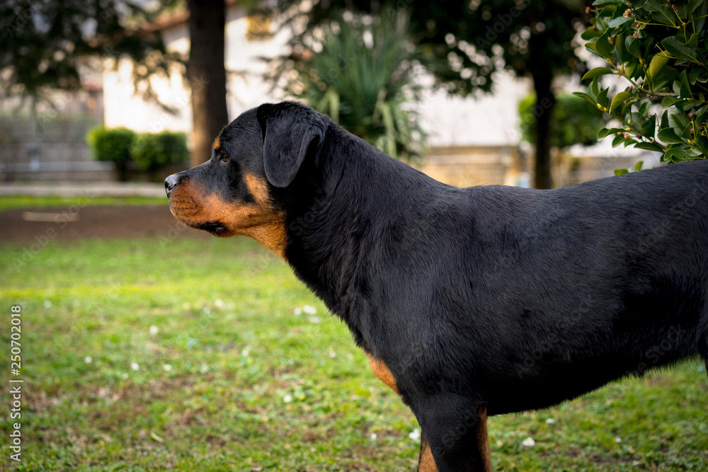 Beautiful rottweiler puppy in profile. Cute black dog walking in the garden