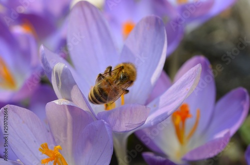 Bienen © florianknut