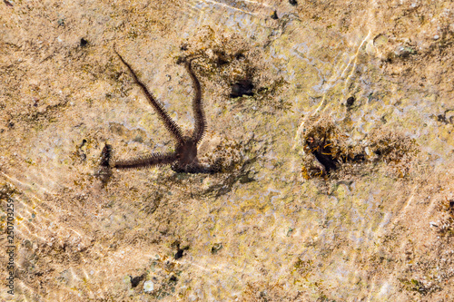 Schlangenstern am Meeresboden in   gypten  Ophiuroidea 