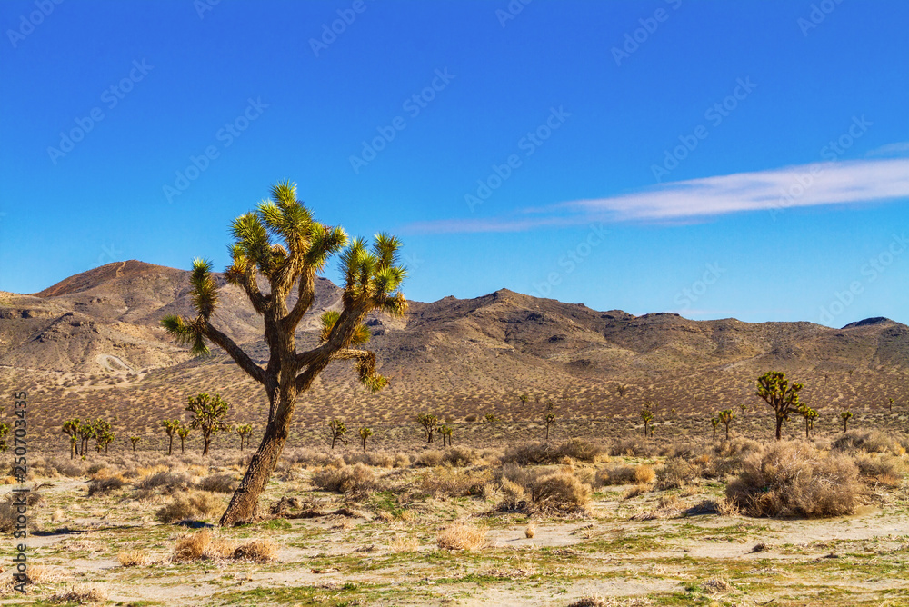 Joshua trees with mountains in the Mojave Desert near Palmdale, California