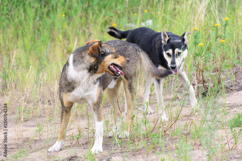 two dogs growling at each other two dogs growling at each other