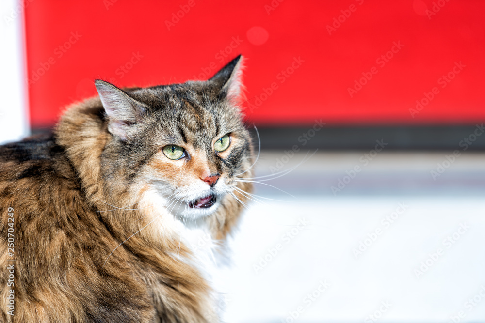 Angry calico maine coon cat with green eyes meowing open mouth standing