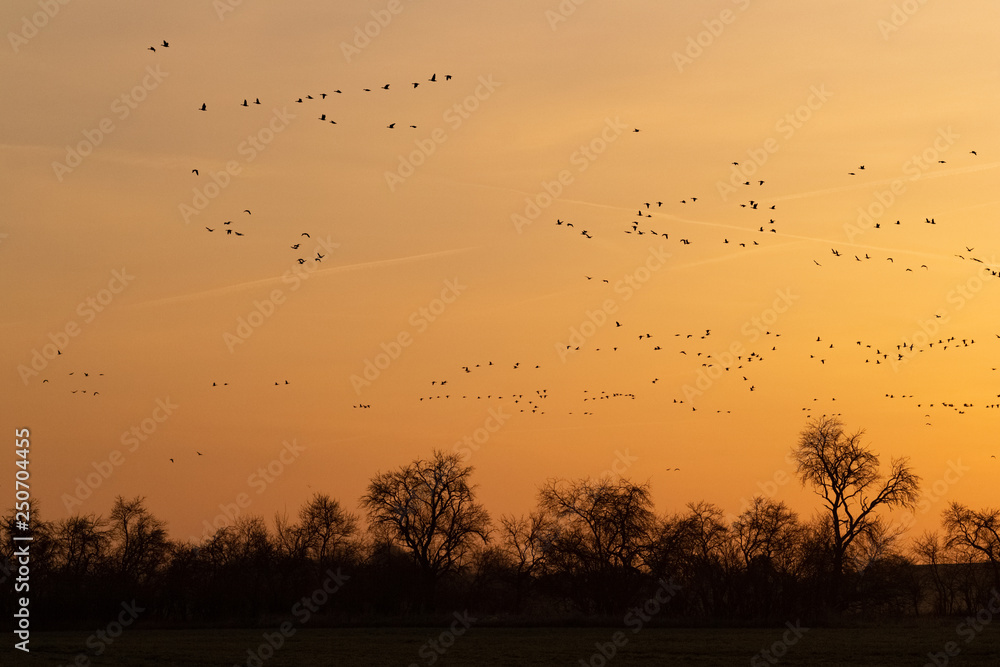 flock of migrating wild geese against sunrise sky