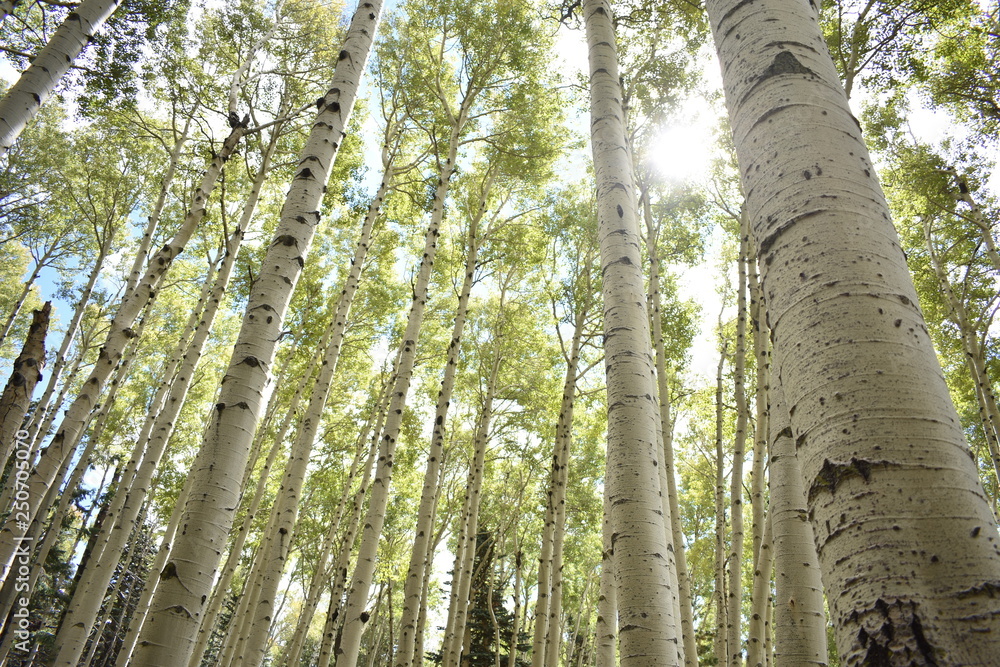 Fototapeta premium The aspen forest trail on Humphreys