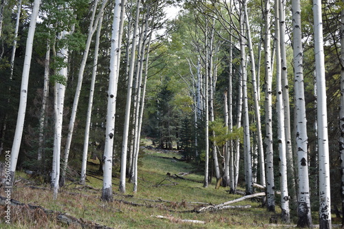 The aspen forest trail on Humphreys