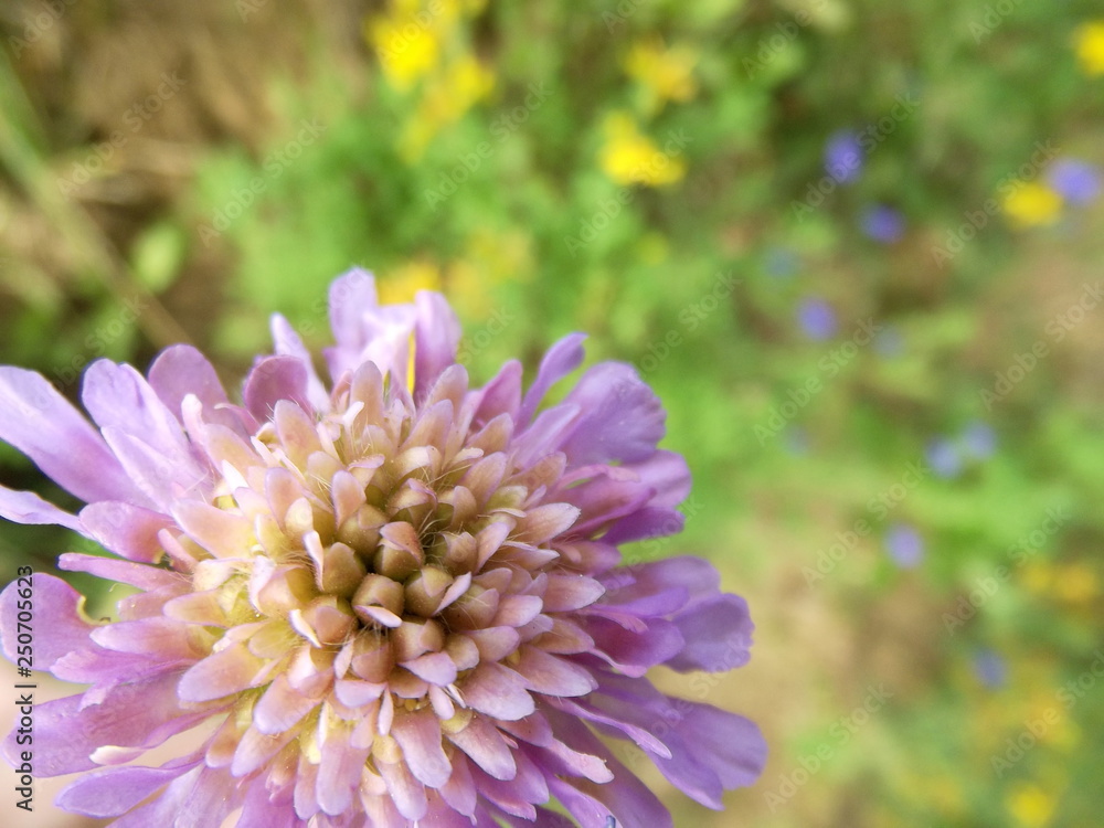 Fototapeta premium closeup of purple flower