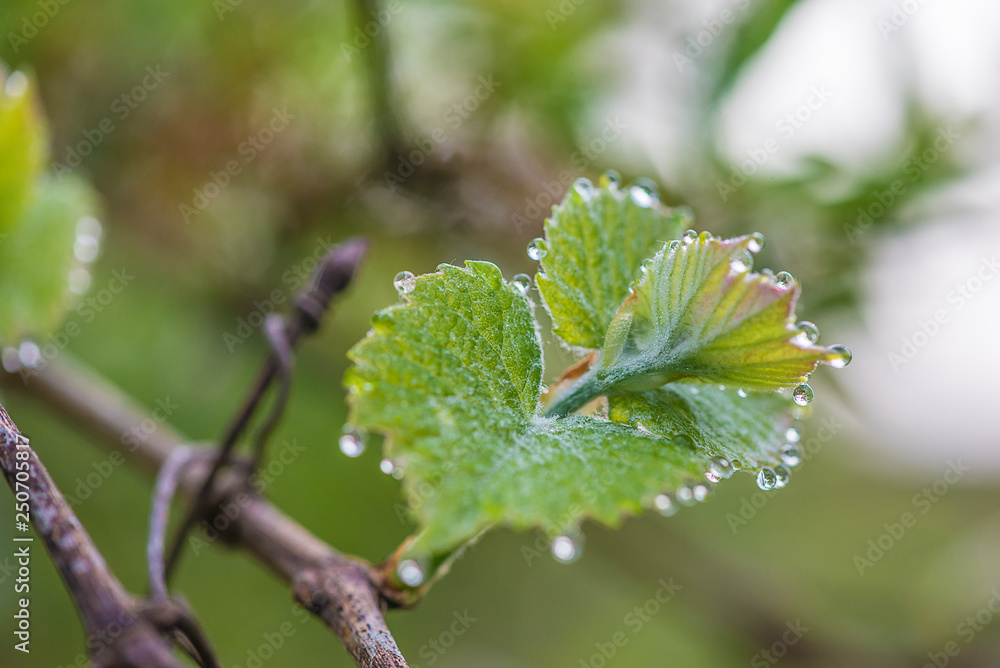 Leaf of grape with waterdrops close up. Soft selective focus Leaf of grape with waterdrops close up. Soft selective focus