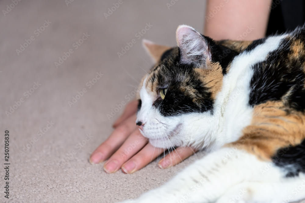 Closeup of calico cat head lying on carpet floor, hand, palm together with female, woman, person owner beside in home, house, apartment room, friendship, companion