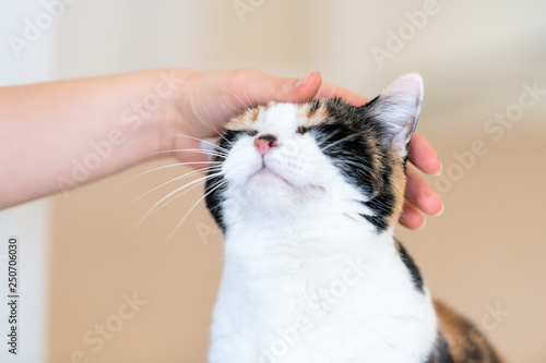 Bild auf Leinwand Closeup of calico cat, closed, close eyes, female person, woman one hand, finger