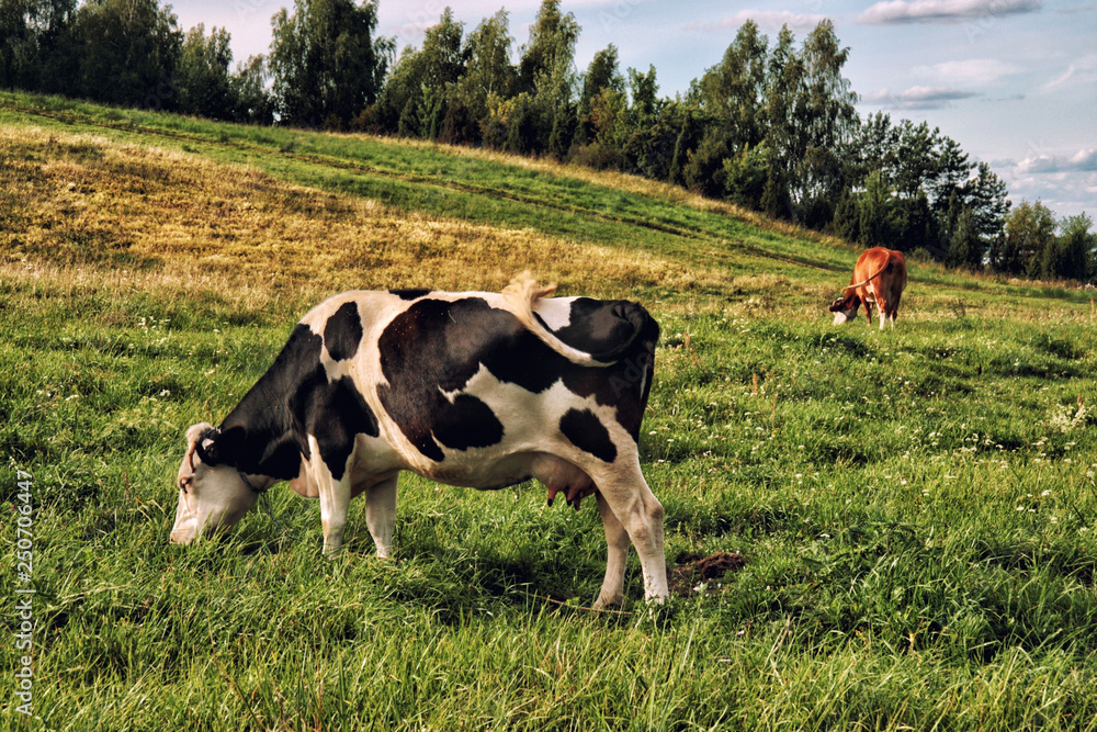 Black and white cows in a grassy field on a bright and sunny day Black and white cows in a grassy field on a bright and sunny day