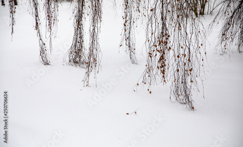 birch tree branches in a inter
