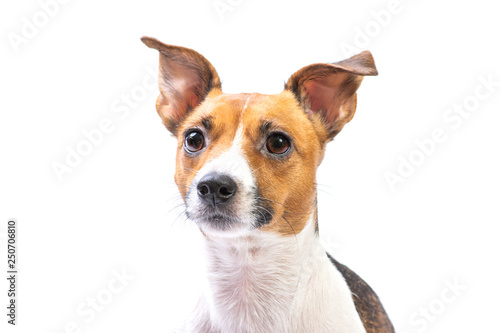 Closeup Portrait Jack Russell Terrier, standing in front, isolated white background
