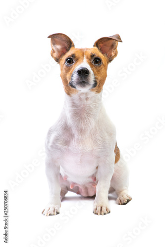 Portrait Jack Russell Terrier  sitting in front  isolated white background