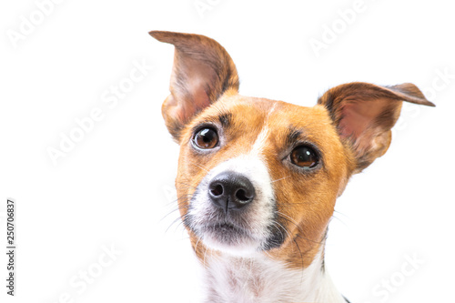 Closeup Portrait Jack Russell Terrier, standing in front, isolated white background © Валерий Моисеев
