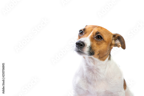Fototapeta Naklejka Na Ścianę i Meble -  Portrait confused Jack Russell Terrier, standing in front, isolated white background