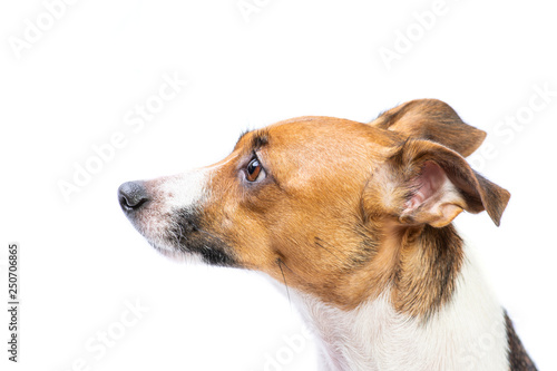 side view Portrait Jack Russell Terrier, standing in front, isolated white background