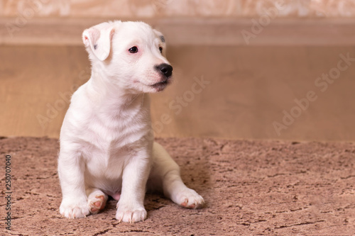 Portrait white puppy Jack Russell Terrier, sitting in front, brown background