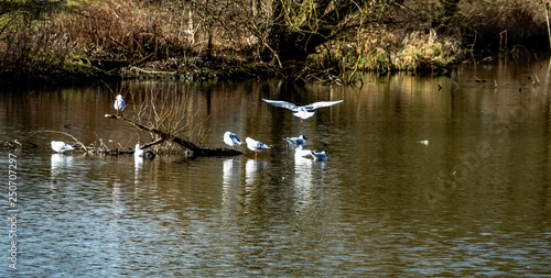 OLYMPUS DIGITAL CAMERA - GULLS