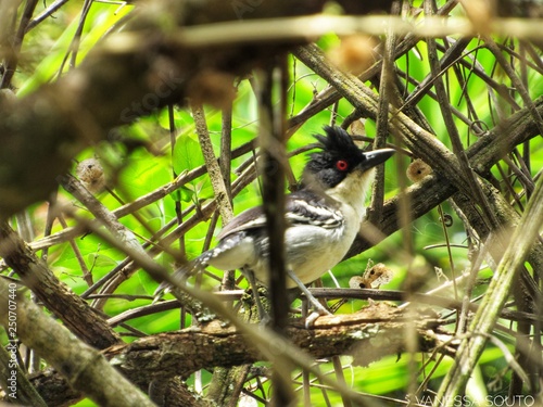 Pássaro entre galhos