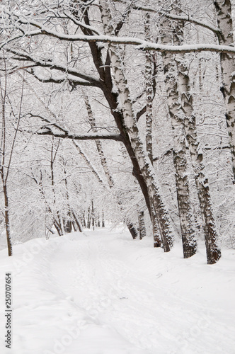 Winter landscape with a park