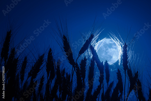 Wheat in background of full moon