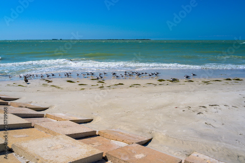 Seawall and Seagulls photo