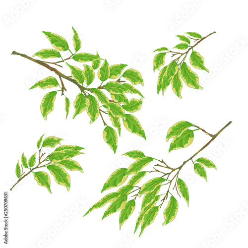 Tropical plant branches Ficus benjamina Variegated Ficus nature background vintage vector illustration  editable hand draw