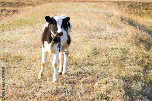 black and white calf on pasture, organic farming, calf on summer pasture