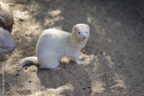 Full body of domestic beige male ferret
